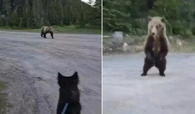 Dünya bu cesareti konuşuyor! Boz ayı ile burun buruna gelen kadını, akıllıca hamlesi hayatta tuttu