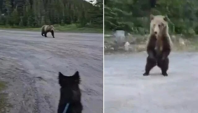 Dünya bu cesareti konuşuyor! Boz ayı ile burun buruna gelen kadını, akıllıca hamlesi hayatta tuttu