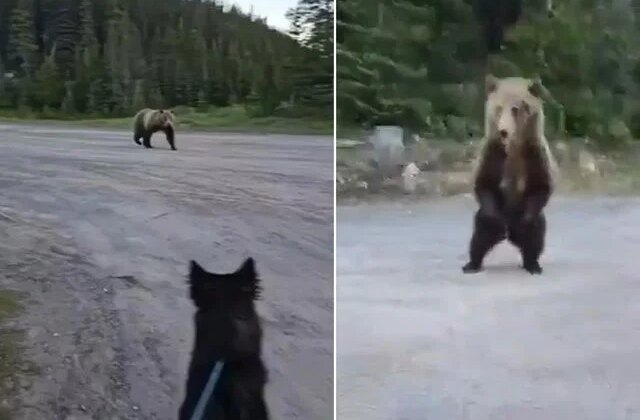 Dünya bu cesareti konuşuyor! Boz ayı ile burun buruna gelen kadını, akıllıca hamlesi hayatta tuttu