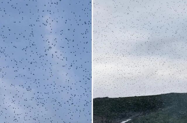 Elazığ’da ender rastlanan doğa olayı: Gökyüzünü böcekler sardı