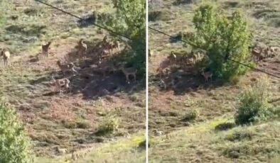 Elazığ’da koruma altındaki dağ keçileri sürü halinde görüntülendi