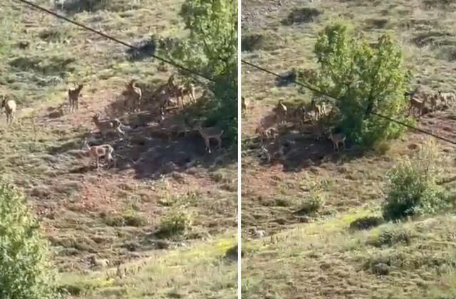 Elazığ’da koruma altındaki dağ keçileri sürü halinde görüntülendi