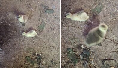 Elazığ’da yılan kümesteki 5 kaz yavrusunu telef etti