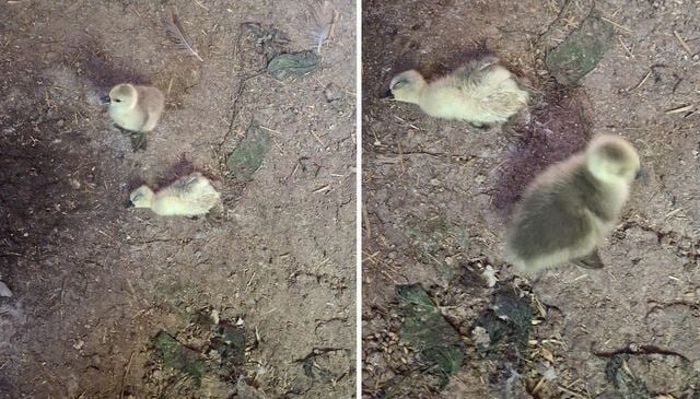 Elazığ’da yılan kümesteki 5 kaz yavrusunu telef etti