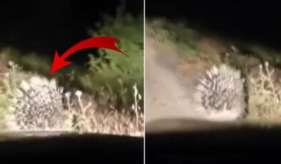 En tehlikeli hayvanlar arasında! Elazığ’da oklu kirpi görüntülendi