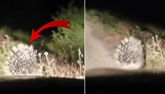 En tehlikeli hayvanlar arasında! Elazığ’da oklu kirpi görüntülendi