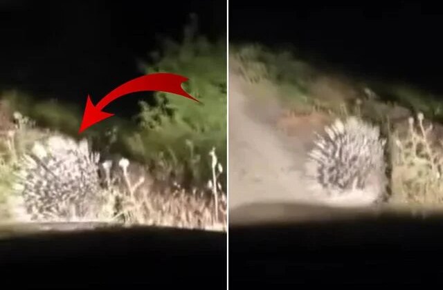 En tehlikeli hayvanlar arasında! Elazığ’da oklu kirpi görüntülendi