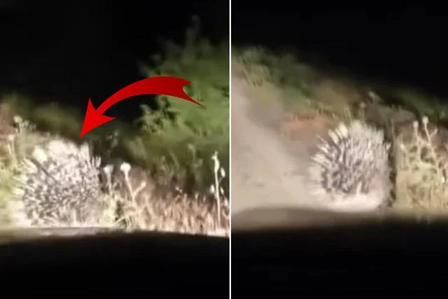 En tehlikeli hayvanlar arasında! Elazığ’da oklu kirpi görüntülendi