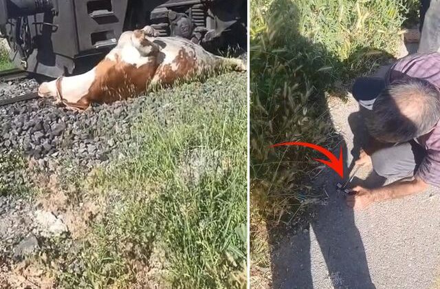 İneğin sahibi bağırarak yardım istedi, eline bıçağı alan olay yerine koştu