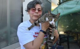 İzmir’de 6 milyonda 1 görülen olay! Erkek kedi doğum yaptı