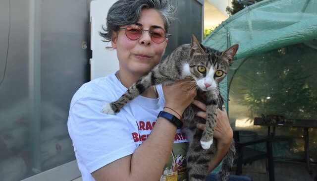 İzmir’de 6 milyonda 1 görülen olay! Erkek kedi doğum yaptı
