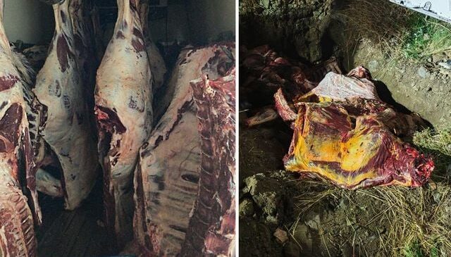 Sakarya’da ele geçirilen 1,8 ton kaçak et imha edildi