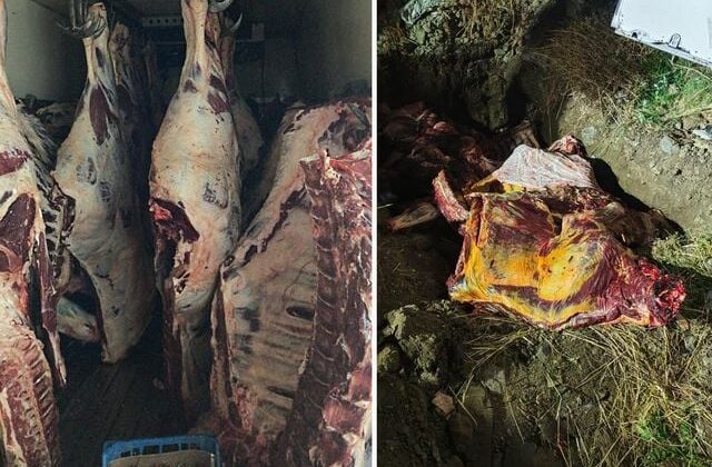 Sakarya’da ele geçirilen 1,8 ton kaçak et imha edildi