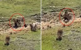 Görüntü Türkiye’den! Kamera dehşet anlarının her saniyesini kaydetti