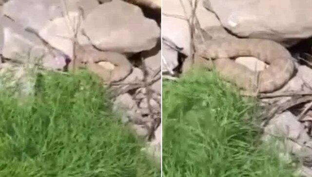 Hakkari’de koca engerek yılanı görüntülendi