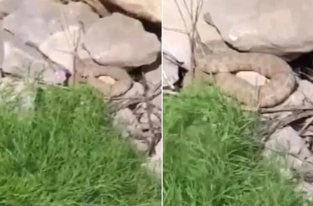 Hakkari’de koca engerek yılanı görüntülendi