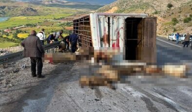 Canlı hayvan taşıyan kamyon kaza yaptı, koyunlar telef oldu