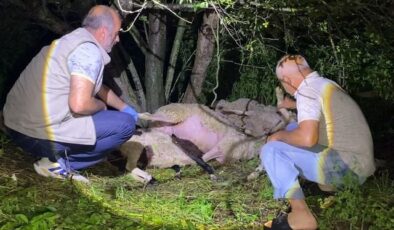 Bursa’da yıldırım düştü, 6 koyun öldü