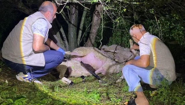 Bursa’da yıldırım düştü, 6 koyun öldü