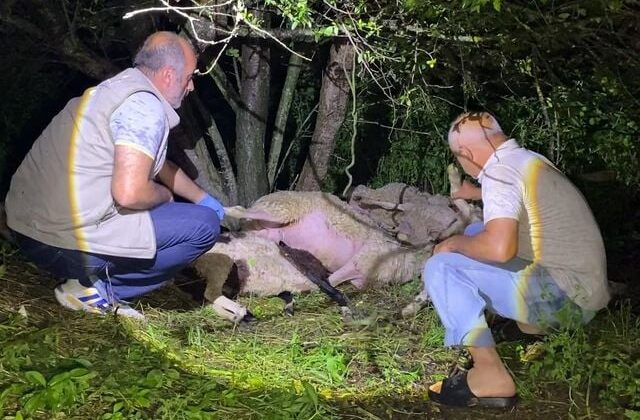 Bursa’da yıldırım düştü, 6 koyun öldü