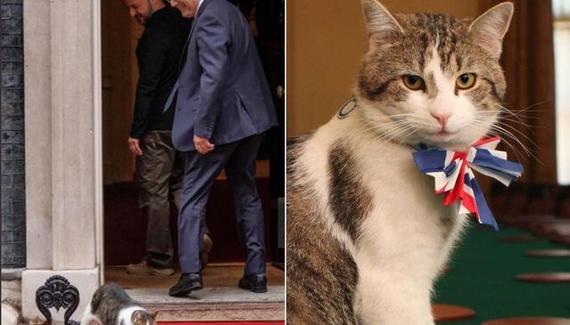 İngiltere başbakanlık ofisinin kedisi 10 yılda 6 başbakan eskitti