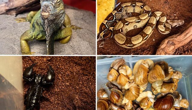 İstanbul’daki evden çıkanlar şaşkına çevirdi! Tarantula, akrep, savan varan ve daha fazlası…