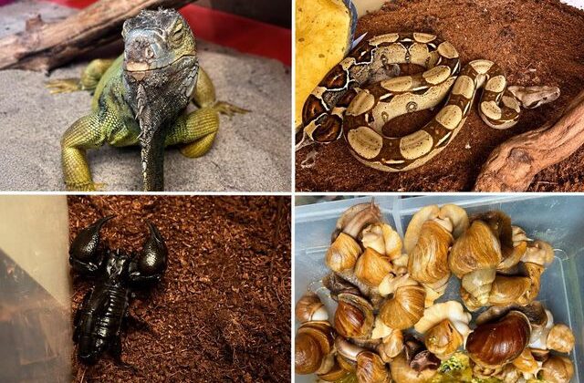 İstanbul’daki evden çıkanlar şaşkına çevirdi! Tarantula, akrep, savan varan ve daha fazlası…