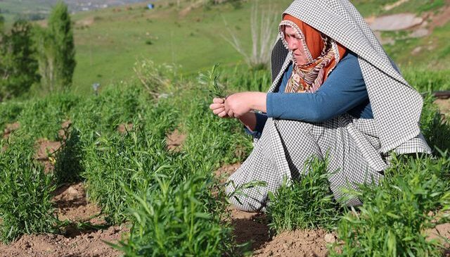 İstanbul’dan taşındığı köyünde yetiştiriyor, yurt dışına satıp servet kazanıyor