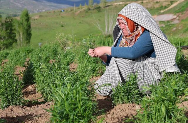İstanbul’dan taşındığı köyünde yetiştiriyor, yurt dışına satıp servet kazanıyor