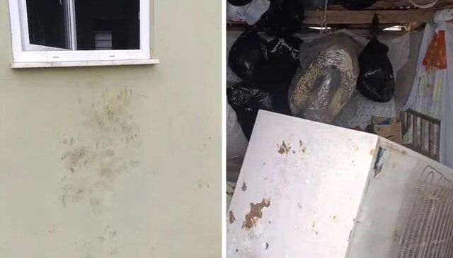 Bir günde 20 eve giren ayı yayla sakinlerini canından bezdirdi