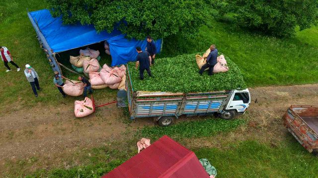 Karadeniz insanı yine zekasını konuşturdu: Tüm mahalleliye rahat nefes aldırdı