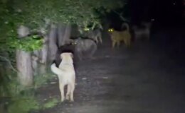 Sokak köpekleri ile ayılar kavga etti! O anlar kamerada