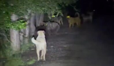 Sokak köpekleri ile ayılar kavga etti! O anlar kamerada