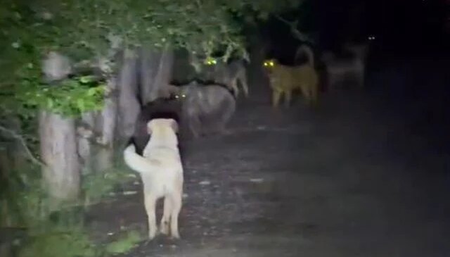 Sokak köpekleri ile ayılar kavga etti! O anlar kamerada
