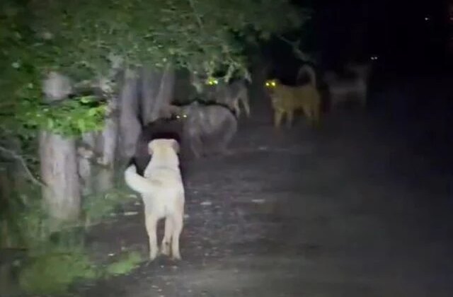 Sokak köpekleri ile ayılar kavga etti! O anlar kamerada