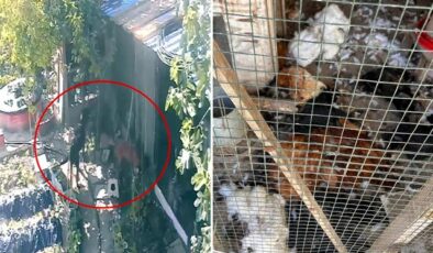 Kümese giren sokak köpekleri dehşet saçtı