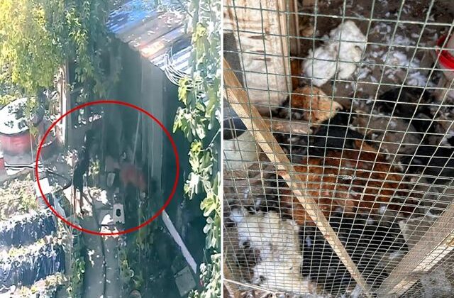 Kümese giren sokak köpekleri dehşet saçtı