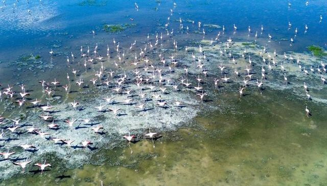 Geçen yıl kuruyan kuş cenneti eski günlerine döndü