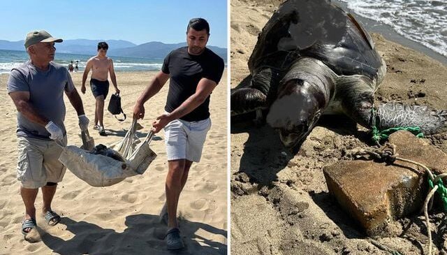 Aynı bölgede ikinci vaka: Deniz kaplumbağasının ayağına taş bağladılar