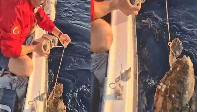 Bunu yapanın vicdanı yok! Deniz kaplumbağasının ayağına kaldırım taşı bağlamışlar