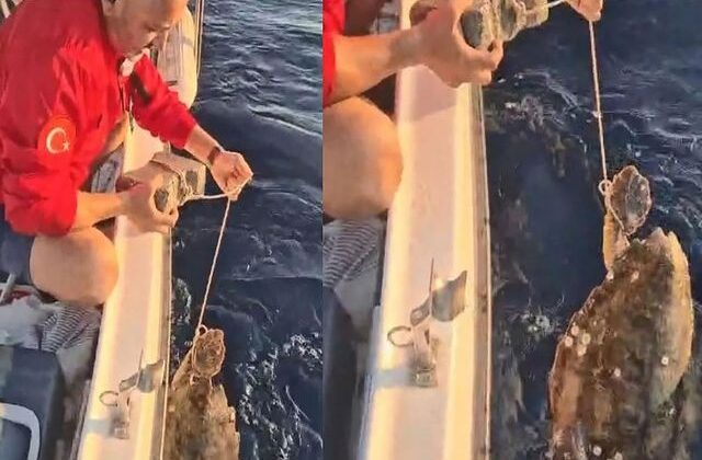 Bunu yapanın vicdanı yok! Deniz kaplumbağasının ayağına kaldırım taşı bağlamışlar