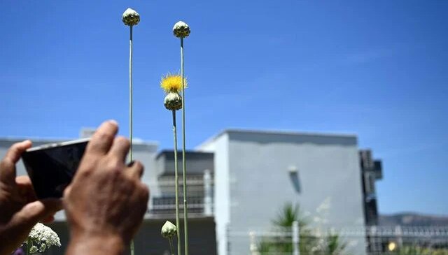Kuşadası’nın Tülüşahları çiçek açtı; koparmanın cezası 699 bin 245 lira