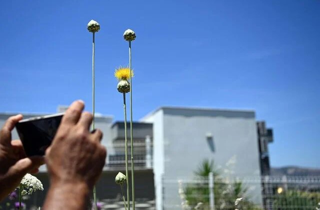 Kuşadası’nın Tülüşahları çiçek açtı; koparmanın cezası 699 bin 245 lira