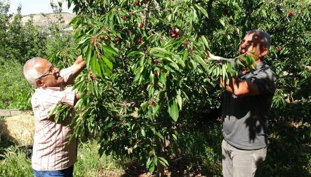 Hasat başladı, 3 bin TL yevmiyeye işçi bulamıyorlar