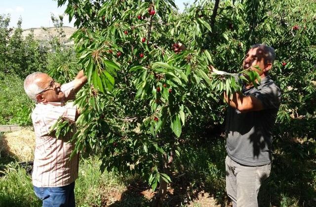 Hasat başladı, 3 bin TL yevmiyeye işçi bulamıyorlar