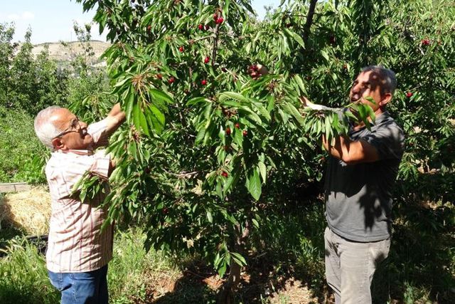Hasat başladı, 3 bin TL yevmiyeye işçi bulamıyorlar