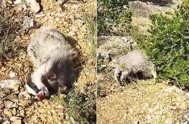 Yer: Malatya! Dünyanın en korkusuz hayvanını tek hamlede bayılttı