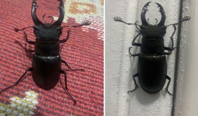 Menteşe’de evin balkonunda nadir görülen geyik böceği görüntülendi