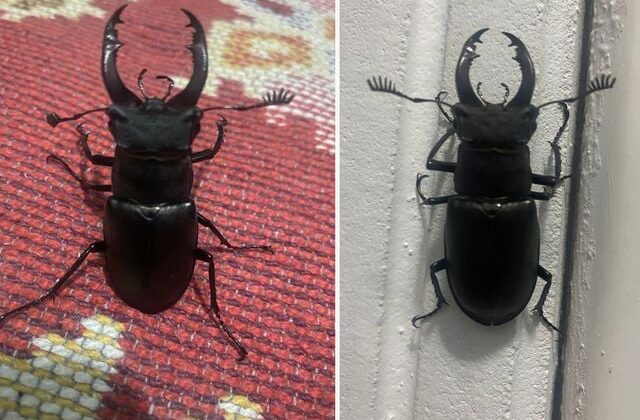 Menteşe’de evin balkonunda nadir görülen geyik böceği görüntülendi