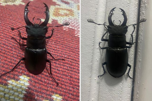 Menteşe’de evin balkonunda nadir görülen geyik böceği görüntülendi
